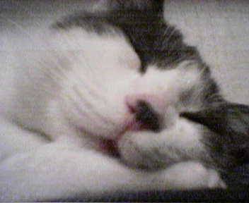 Grosse fatigue pour cocotte -