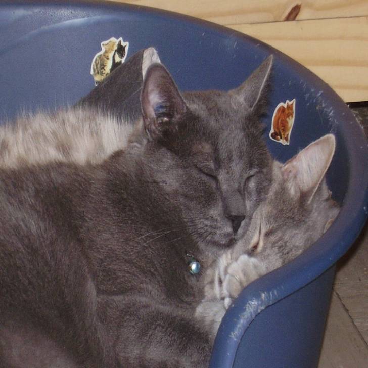 Sieste féline -