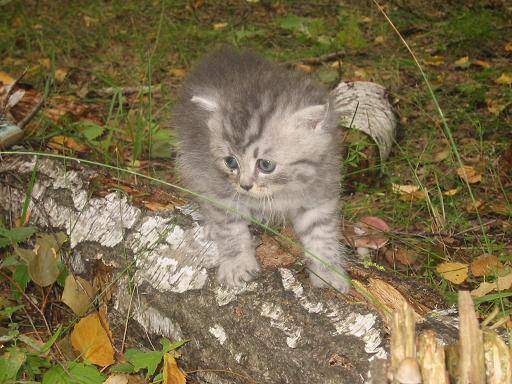 Vive la foret! -