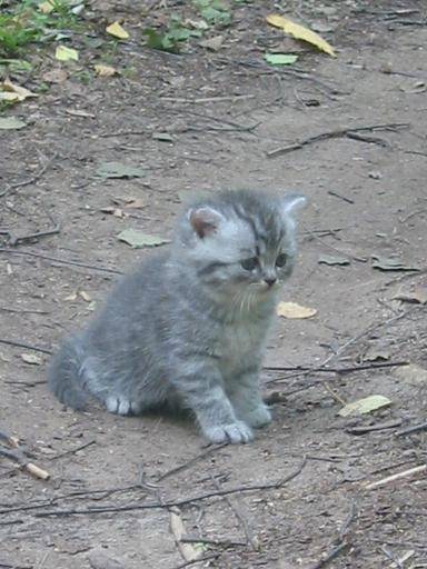 Tigre de la foret -