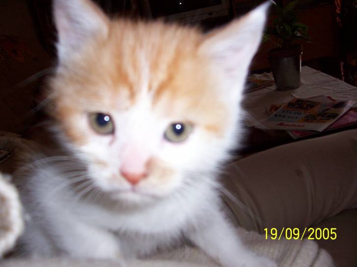 Mon petit Caramel -