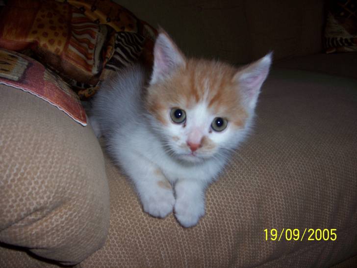 Caramel prenant la pose -