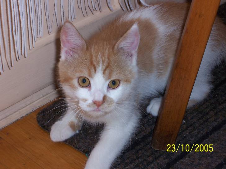 Caramel : 4 mois - (4 mois)
