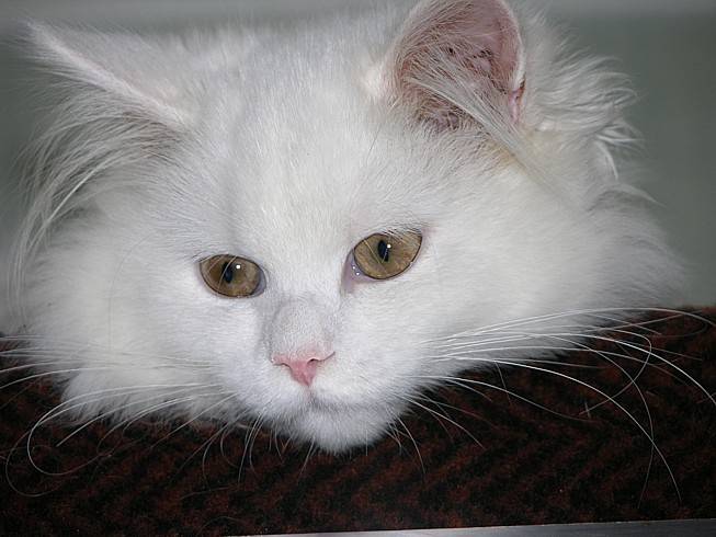 Blanche - (2 ans)