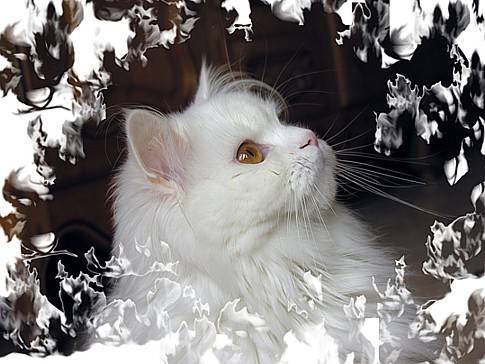 Blanche -
