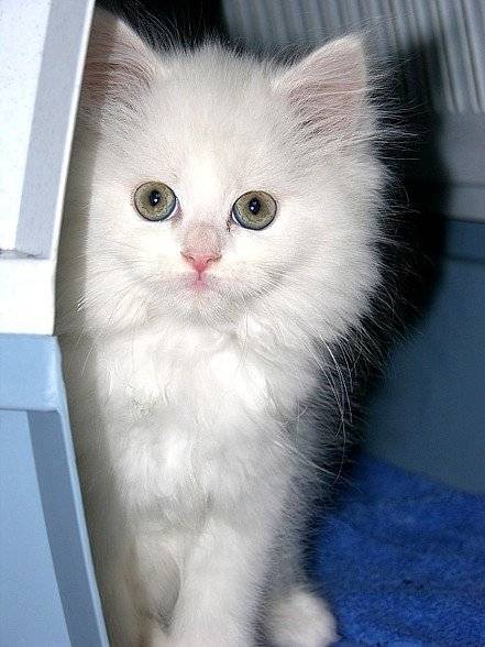 Blanche -