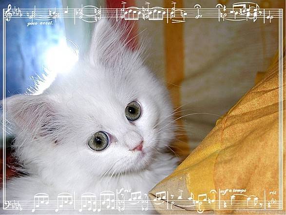 Blanche -