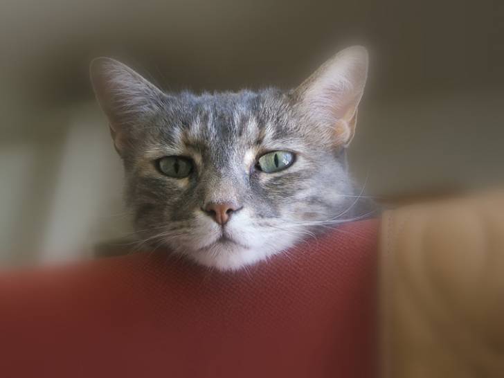 Frimousse: alors heureuse ? -