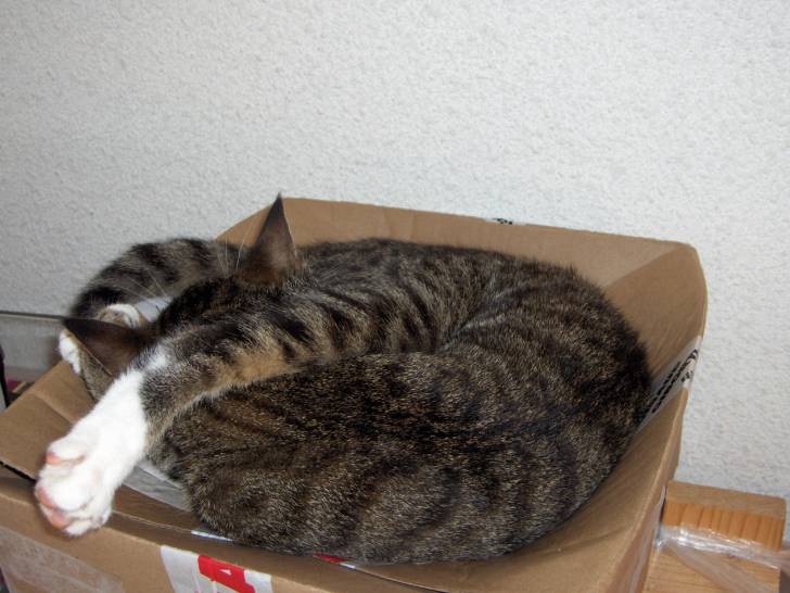 Krush et la sieste -