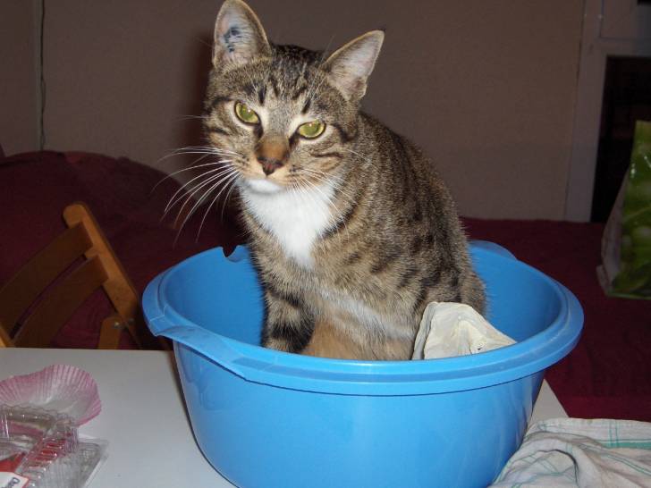 Et mon bain?...c&#39;est pour quand?! -