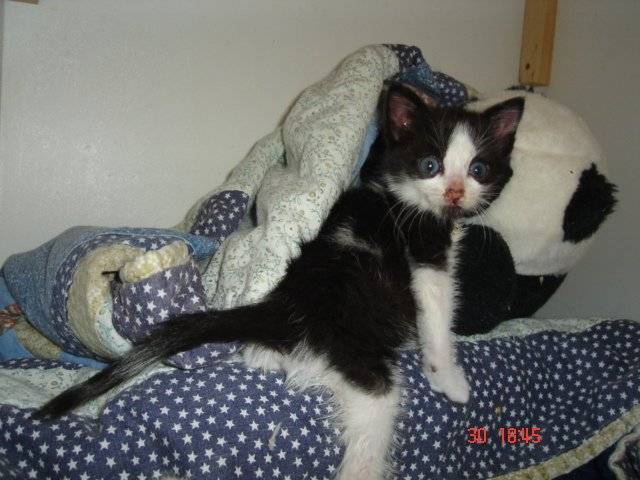 Simba BB -