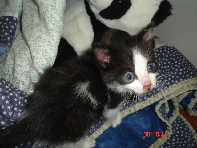 Simba BB -