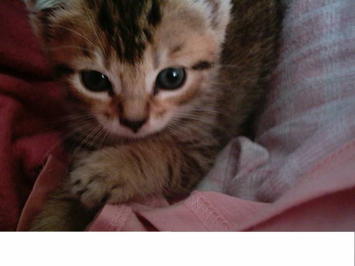 Sunny - (3 mois)