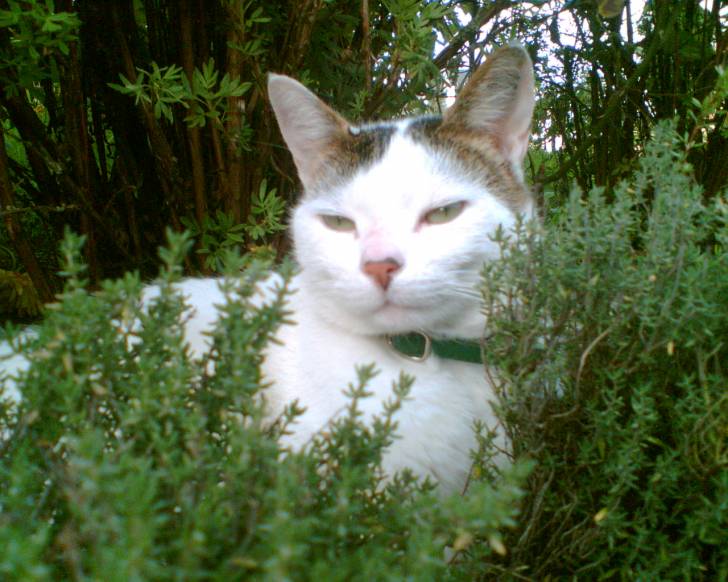 Miaousse dit Pépère dans le thym -