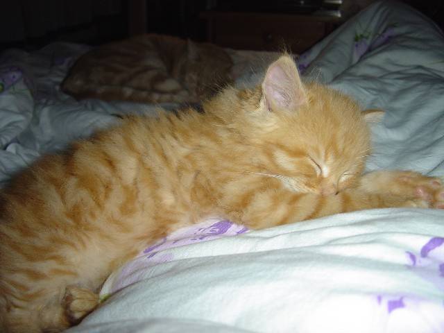 Tommy -