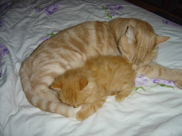 Angel et buffy -