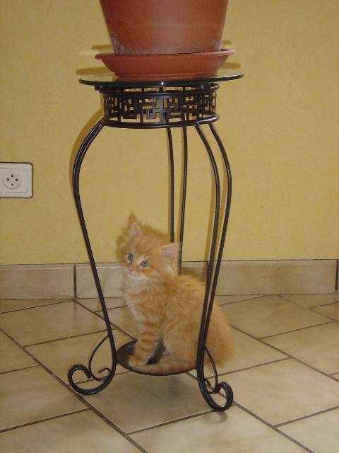 Tommy -