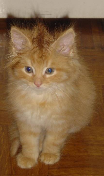 Tommy -