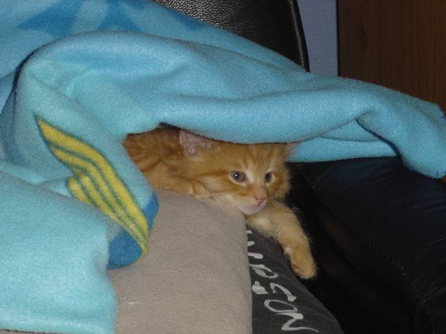 Tommy -