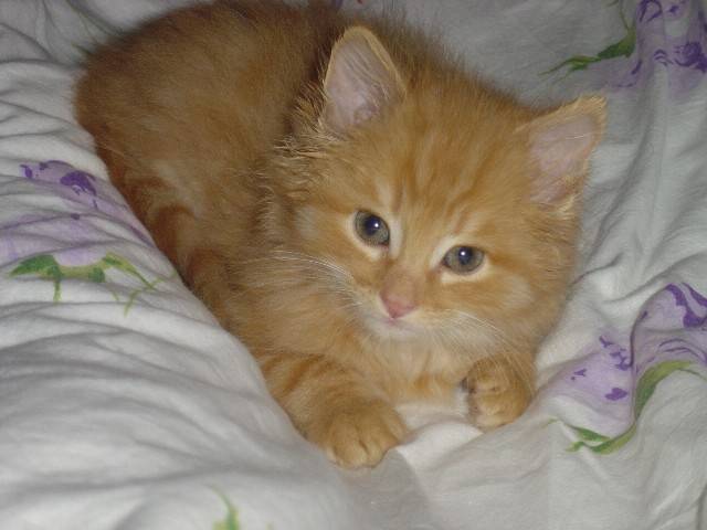Tommy -