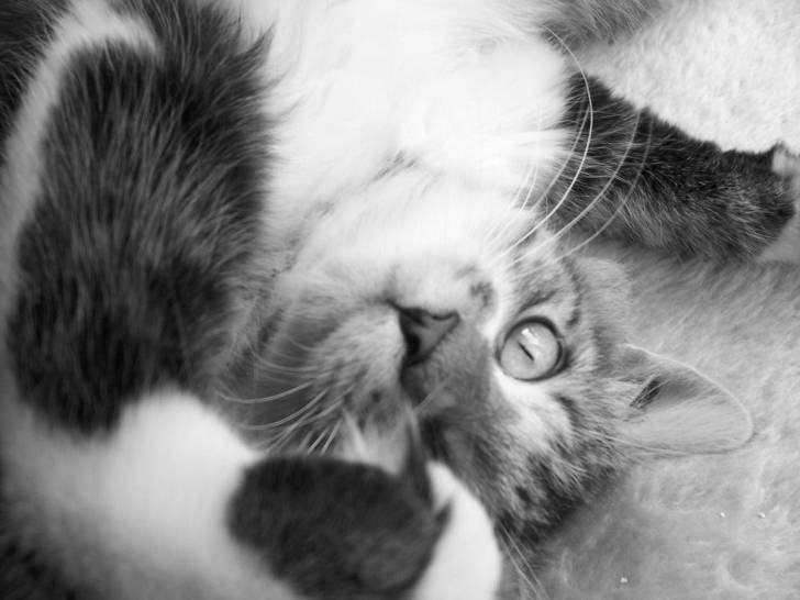 Photo (4 mois)