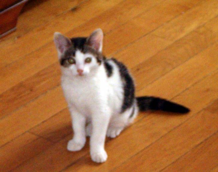 Manuello dit Manou -