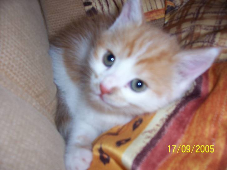 Caramel -