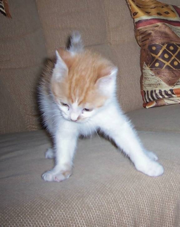 Caramel -