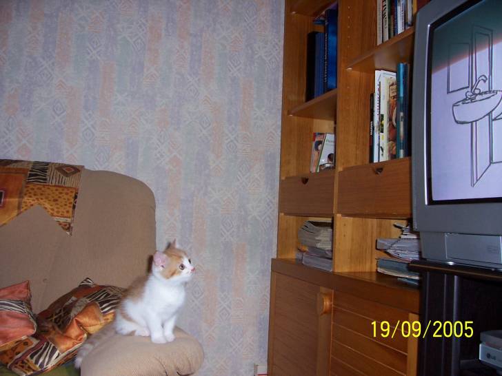 Caramel regardant la télévision -