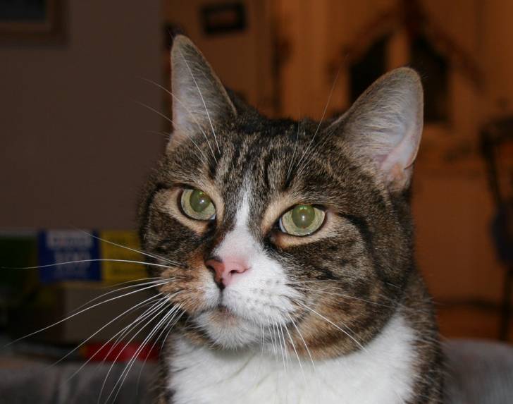Le regard sérieux -