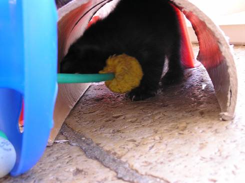 Jeux chaton sibérien.1 -