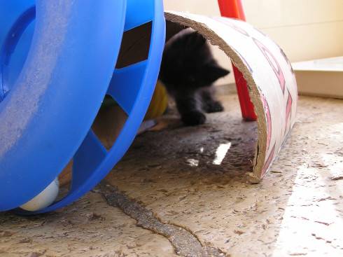 Jeux chaton sibérien.2 -
