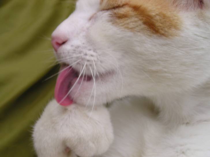 Pouf -
