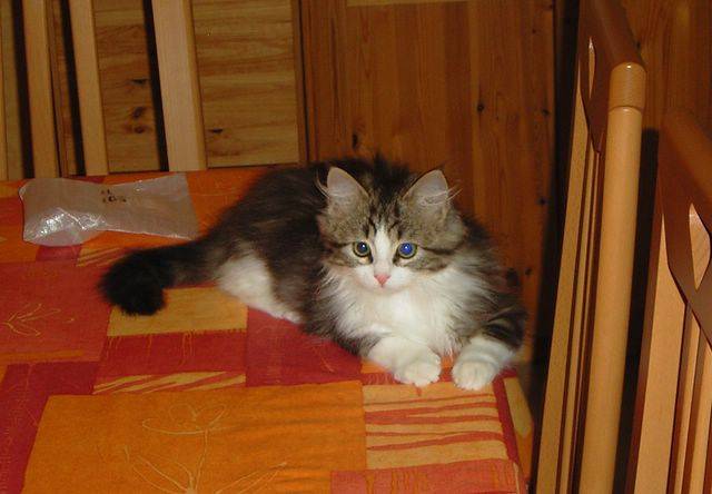 Gribouille sur la table -