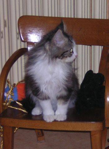 C&#39;est ma chaise ! -