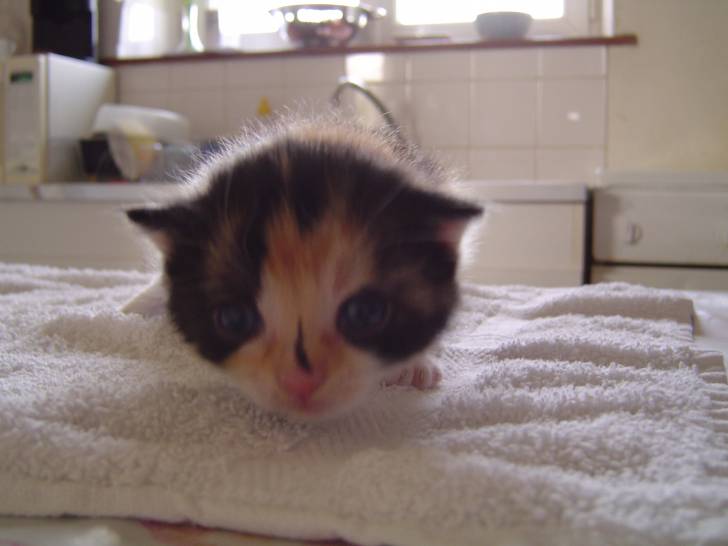 Zina -