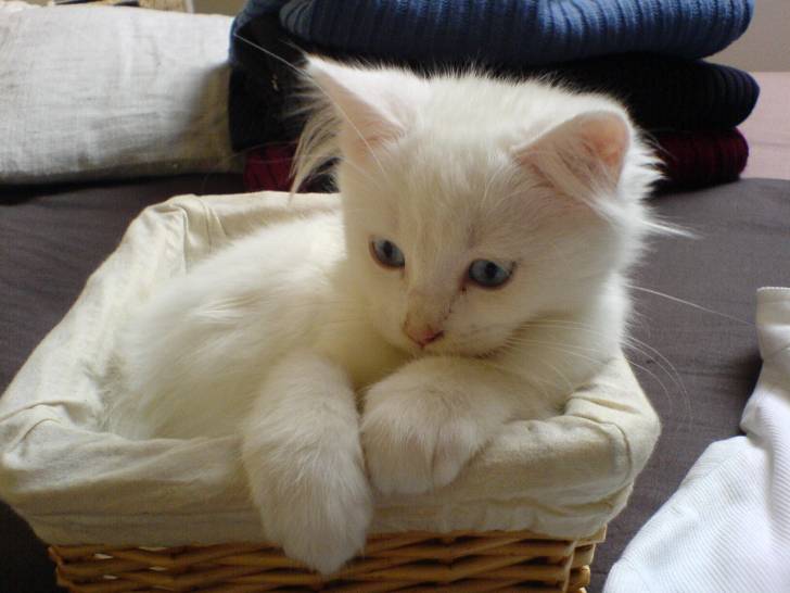 Maïlo -