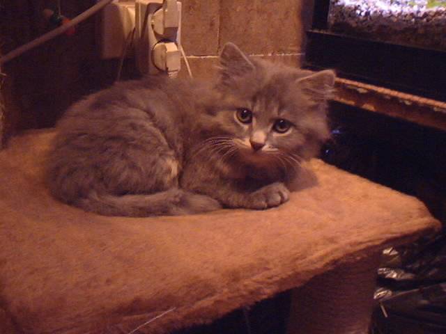 Il est super confortable cet arbre a chat -