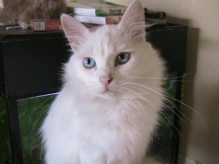 Bounty devant l&#39;aquarium sur l&#39;arbre a chat - (4 mois)