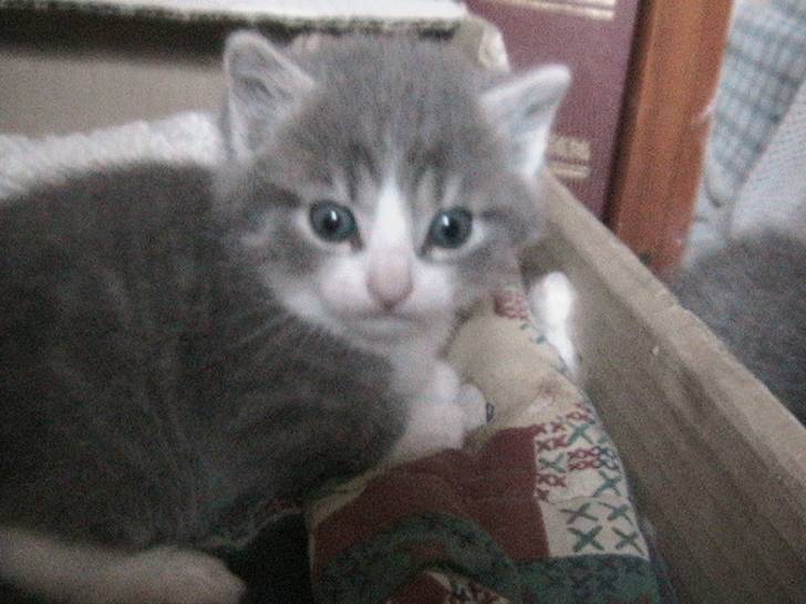 Simba 4 semaines - (2 mois)