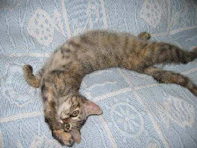Ciboulette - (3 mois)