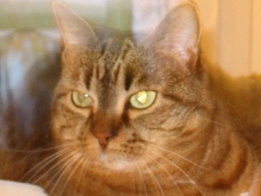 Myrtille -
