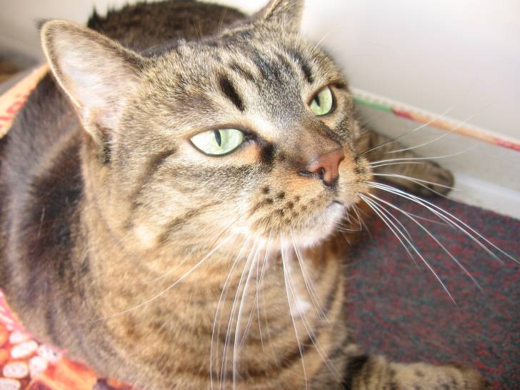 Myrtille -