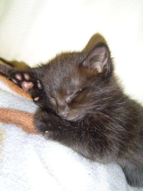 Pupuce -