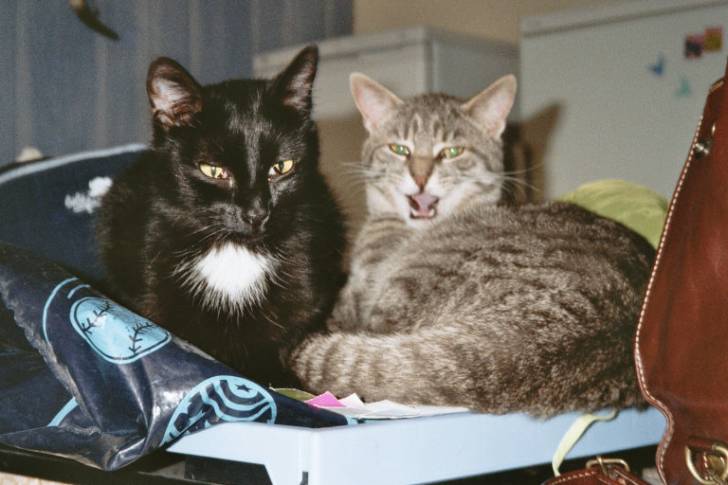 PussyCat et Mistigris -