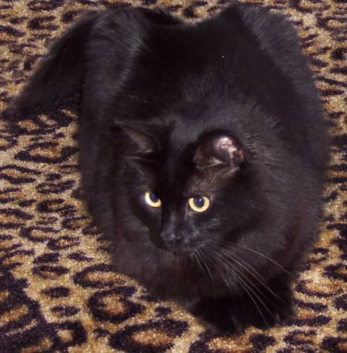 Une Mydou leopard -