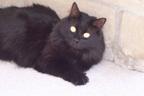 Mydou se reposant au soleil -