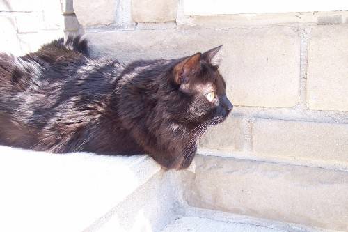 Mydou regardant les oiseaux au loin -