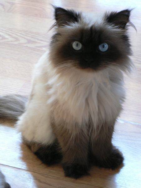 Beaux minous -