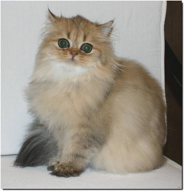 Beaux minous -